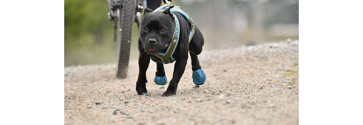 Gratis minikurs i trekktrening med hund med Jæren trekkhundklubb